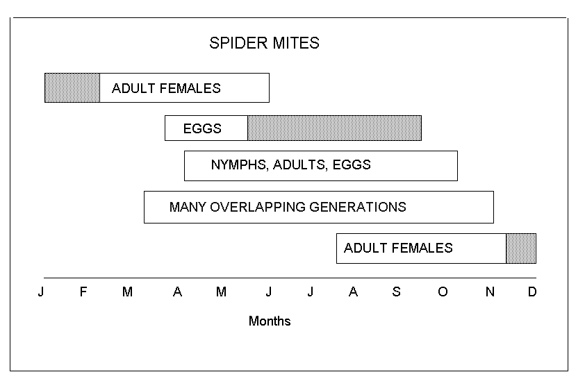 twospotted-spider-mite-life-cycle