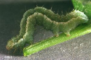 Link to large image (127K) of alfalfa looper larva