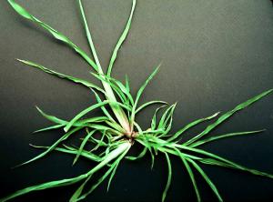 Barnyardgrass (link to large image)