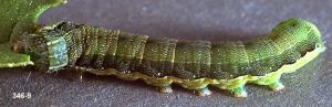 Link to large image (155K) of beet armyworm larva
