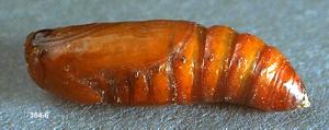 Link to large image (129K) of beet armyworm pupa
