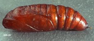 Link to large image (108K) of bertha armyworm pupa