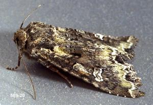 Link to large image (148K) of bertha armyworm adult