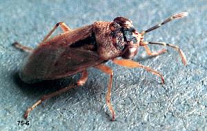 Link to large image (147K) of Bigeyed Bug Adult