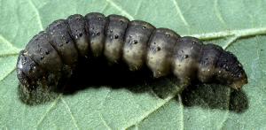 Link to large image (152K) of black cutworm larva