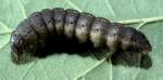 Black cutworm larva