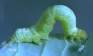 Link to large (100K) image of cabbage looper larva