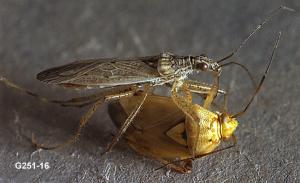 Link to large image (119K) of Damsel Bug Adult