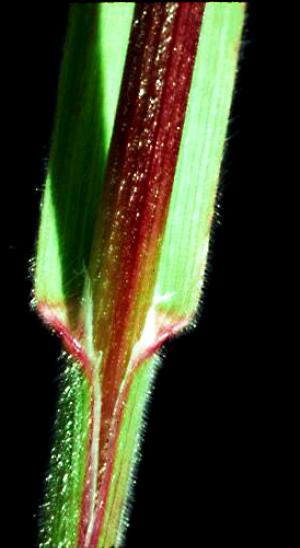 Downy Brome Grass Stem (link to large image)