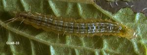 Link to large image (122K) of false celery leaftier larva