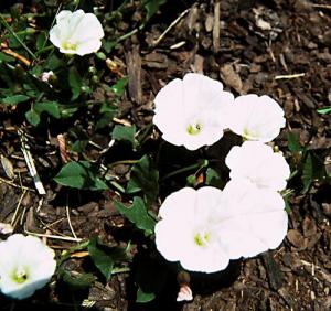 bindweed field flowers