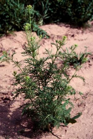 Flixweed Mature Plant (link to large image)