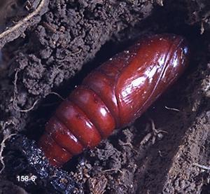 Link to large image (124K) of glassy cutworm pupa