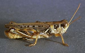 Link to large image (115K) of grasshopper adult
