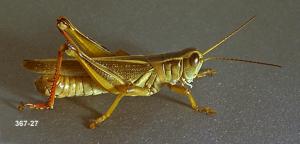 Link to large image (107K) of grasshopper adult