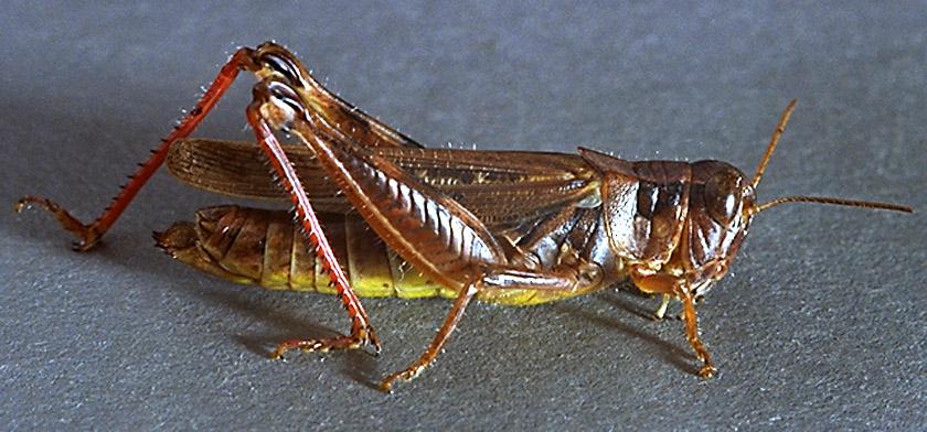Grasshopper Adult