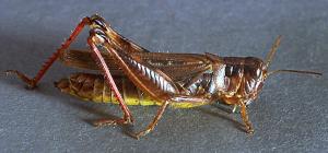 Link to large image (136K) of grasshopper adult