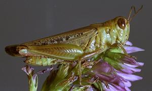 Link to large image (112K) of grasshopper adult