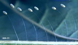 Link to large image (107K) of Green Lacewing Eggs