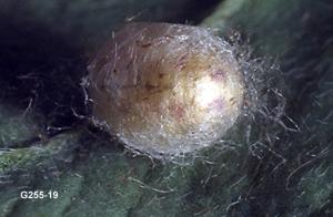 Link to large image (93K) of Green Lacewing Pupa