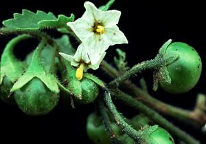 Hairy Nightshade