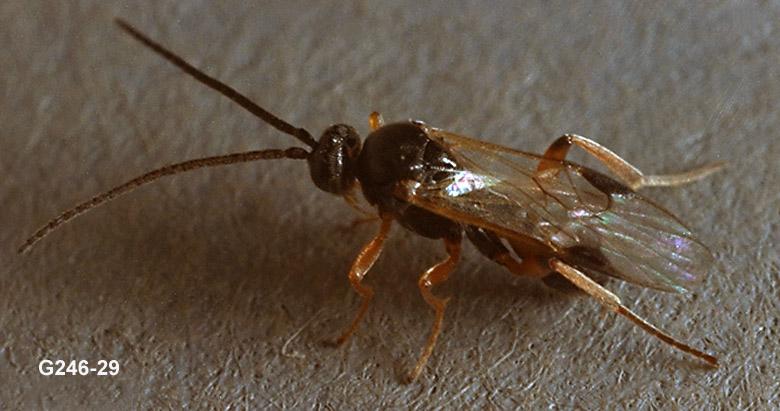Hymenoptera Parasite Adult