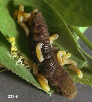 Link to large image (119K) of Hymenoptera Parasite Larvae