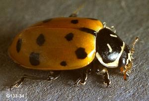 Link to large image (117K) of Lady Beetle Adult