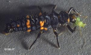 Link to large image (112K) of Lady Beetle Larva