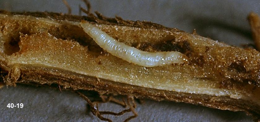 Mint flea beetle larva