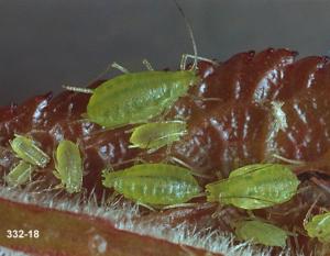Link to large image (119K) of mint aphid colony