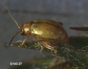 Link to large image (76K) of mint flea beetle adult