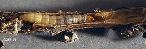 Mature Mint Root Borer Larva