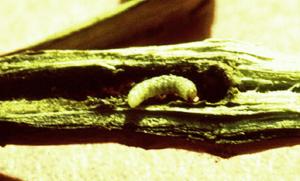 Link to large image (136K) of mint stem borer larva
