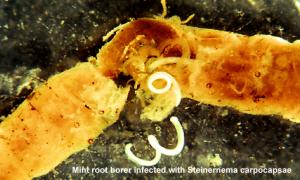 Link to large image (207K) of Parasitic Nematodes in Mint Root Borer