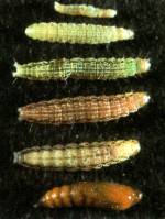 Orange mint moth larvae, prepupa and pupa
