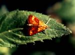 Orange mint moth adult