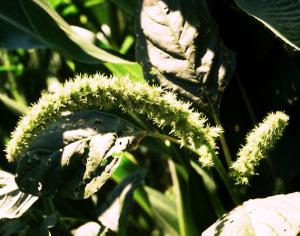 Powell Amaranth