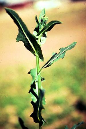 Prickly Lettuce