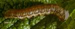 Redbacked cutworm larva