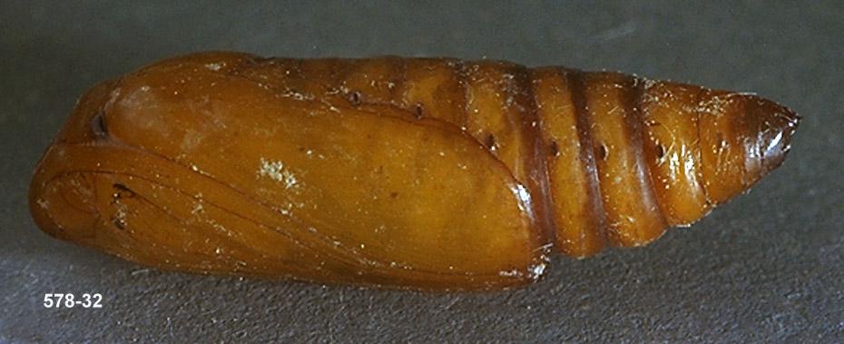 Redbacked Cutworm Pupae