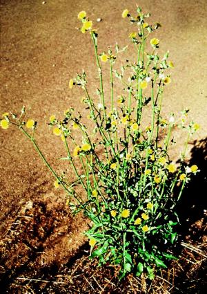 Annual or Common Sowthistle