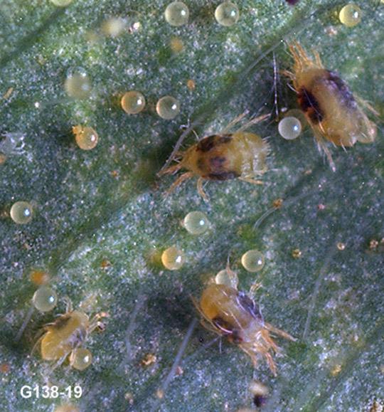 Twospotted Spider Mites and Eggs