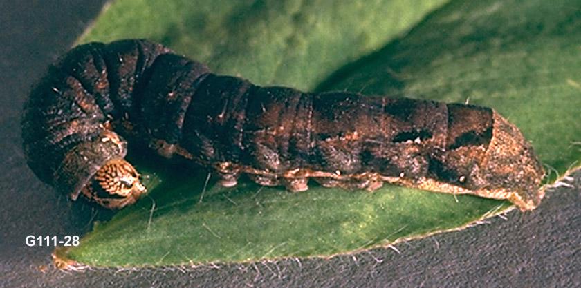 Spotted Cutworm Larva