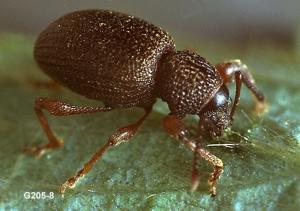 Link to large image (121K) of strawberry root weevil adult