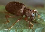 Strawberry root weevil adult