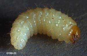 Link to large image (86K) of strawberry root weevil larva