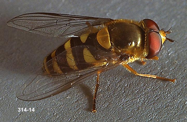 Syrphid Fly Adult