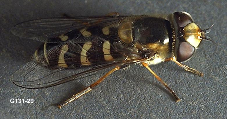 Syrphid Fly Adult