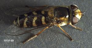 Link to large image (120K) of Syrphid Fly Adult